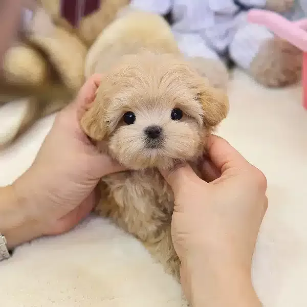 Top Kafa Ozel Maltipoo Bebeklerimiz