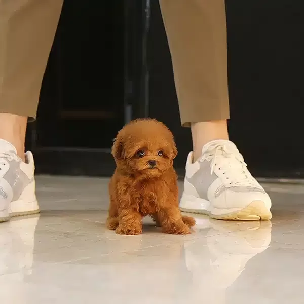 Kızıl Renk Harika Toy Poodle Bebişlerimiz