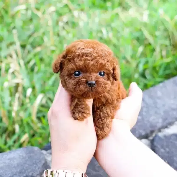 Korean Export Mukemmel Guzellikteki Toy Poodle Bebeklerimiz