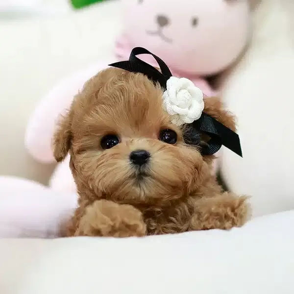 Masum Guzellikteki Korean Toy Poodle Yavrumuz