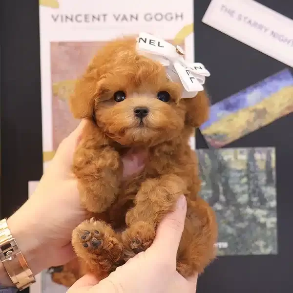 Gucci Ve Koko Yavrum Ozel Toy Poodle Bebeklerimiz
