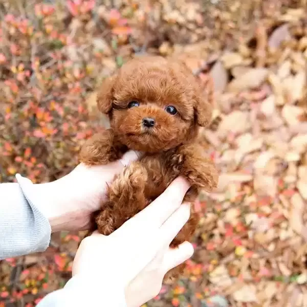 Korean Export Mukemmel Guzellikteki Toy Poodle Bebeklerimiz