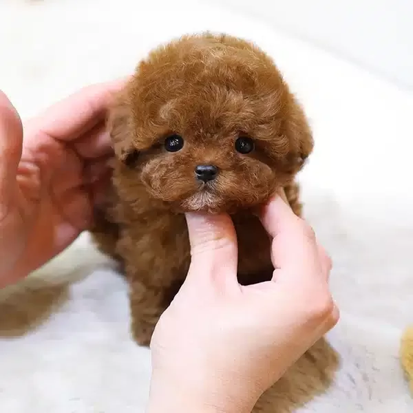Micro Teacup Toy Poodle Bebeklerimiz