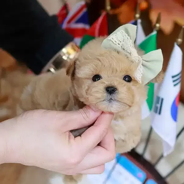 Dunyalar Tatlısı Toy Poodle Bebeklerimiz
