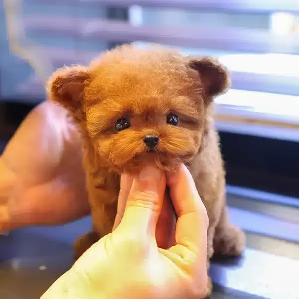 Prime Pati Gururla Sunar Korean Toy Poodle Bebişlerimiz