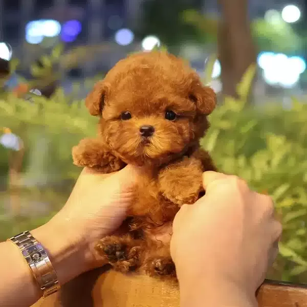 Korenin Yildizi Kore Toy Poodle Bebeklerimiz