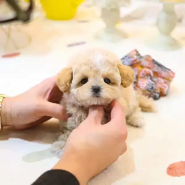 Ipeksi Kadife tüy Yapılı Toy Poodle Bebeklerim
