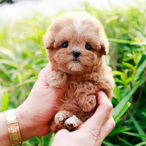 A Kalite Toy Poodle Cocuklarim