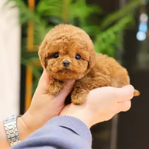 Red Brown Guzellik Abidesi Toy Poodle Cocuklarim