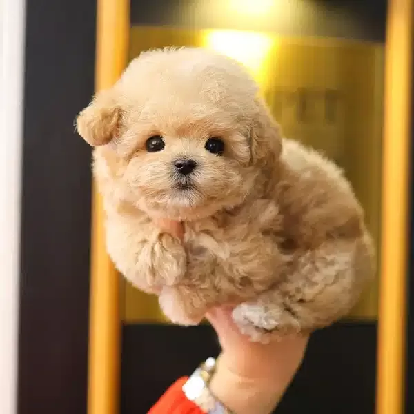 Saglik Ve Irk Garantili Toy Poodle Bebeklerimiz