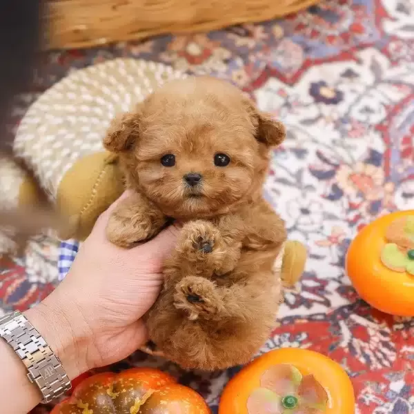 Seker Tadinda Ozel Kore Poodle Cocuklarim