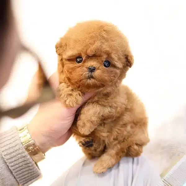En Ozel Korean Toy Poodle Bebişlerimiz