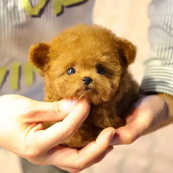 Prime Pati Gururla Sunar Korean Toy Poodle Bebişlerimiz