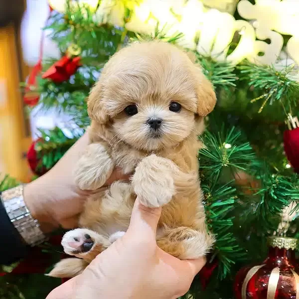 Ozelmi Ozel Kore Maltipoo Bebeklerim