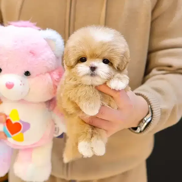 Koreden Gelen Minnak Maltipoo Bebeklerimiz