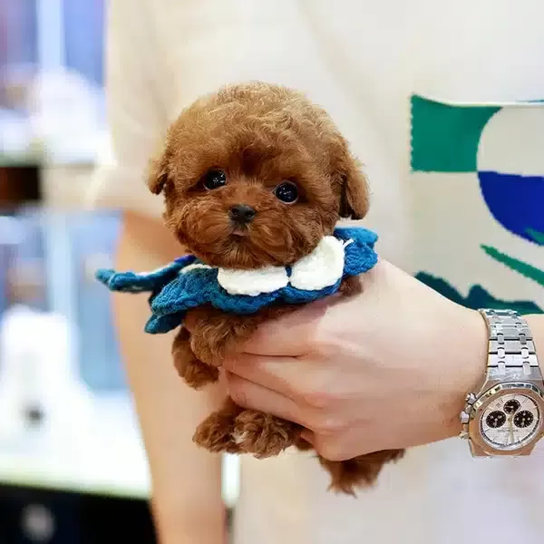 Red Brown Korean Guzellik Toy Poodle Yavrularım