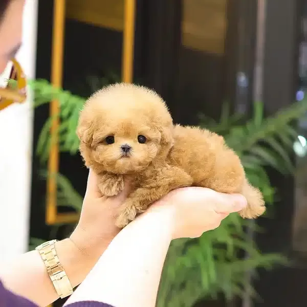 Enfes Guzellikteki Toy Poodle Bebişlerimiz