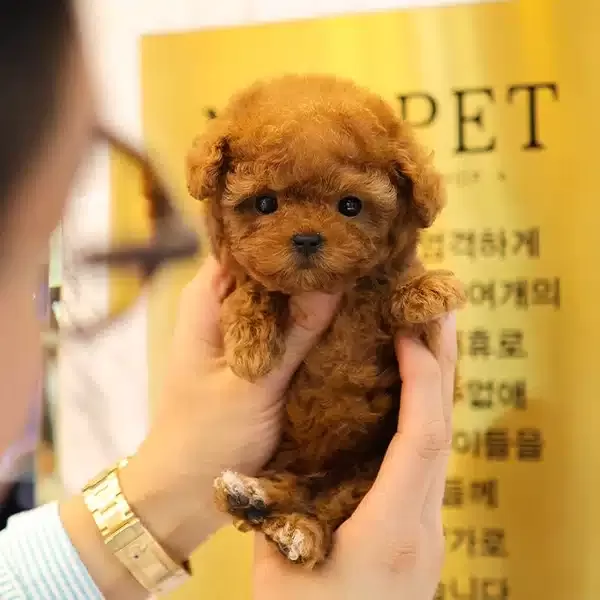 Enfes Guzellikteki Show Toy Poodle Bebeklerimiz