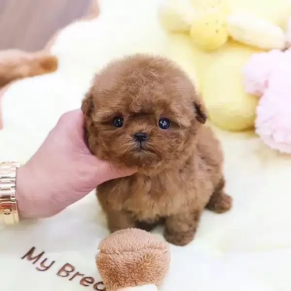 En Ozel Korean Toy Poodle Bebişlerimiz
