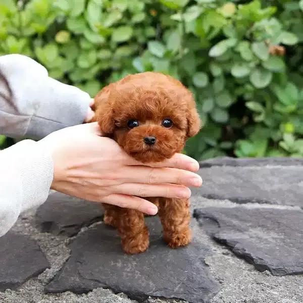 Korean Export Mukemmel Guzellikteki Toy Poodle Bebeklerimiz