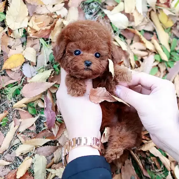 Seker Kivaminda Toy Poodle Yavrularım