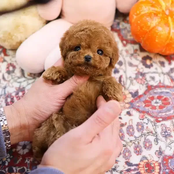 Red Brown Guzellik Abidesi Toy Poodle Cocuklarim