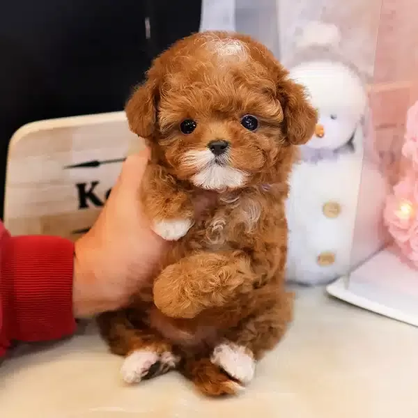 Party Clour Renk Pigmentli Toy Poodle Bebişlerimiz