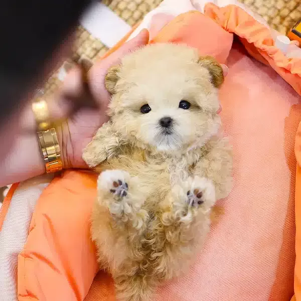 Akil Kupu Koreli Toy Poodle Cocuklarim