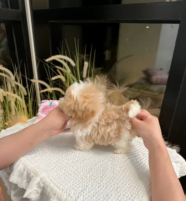 Minnak Tatli Korean Toy Poodle Cocuklarim