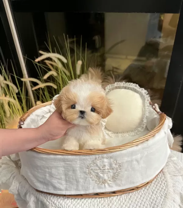Minnak Tatli Korean Toy Poodle Cocuklarim