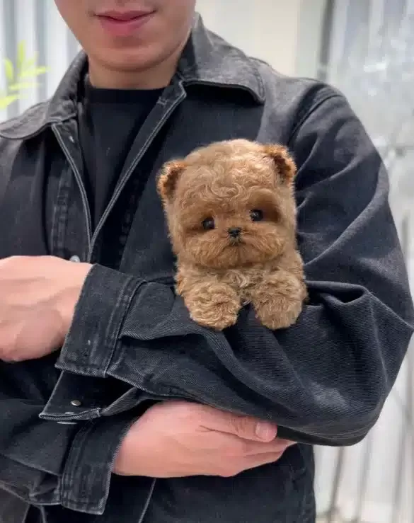 Mutluluk Kaynagi Sevimli Kore Poodle Bebeklerimiz