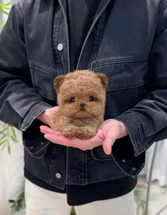 Mutluluk Kaynagi Sevimli Kore Poodle Bebeklerimiz