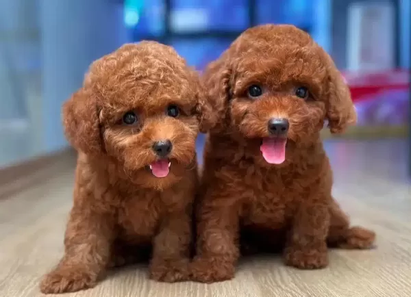 Ozel Korean Export Toy Poodle Cocuklarim