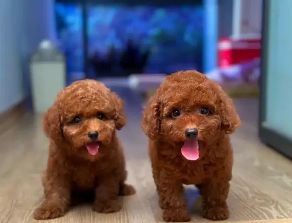 Ozel Korean Export Toy Poodle Cocuklarim