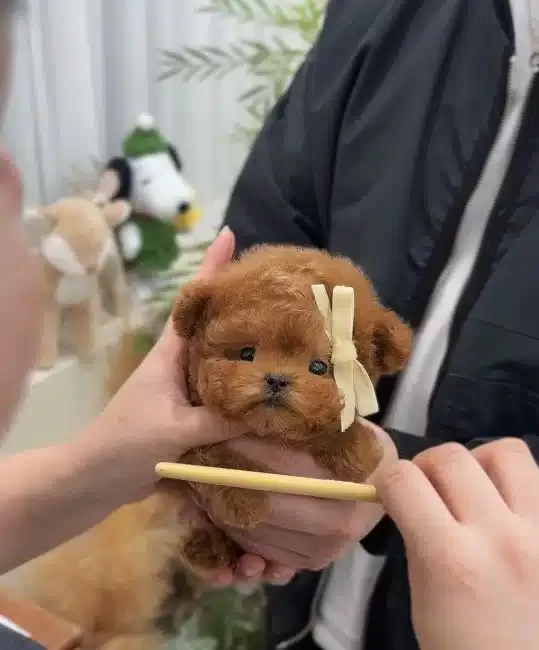 Mutluluk Kaynagi Cok Ozel Toy Poodle Bebeklerimiz