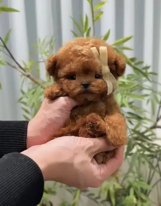 Mutluluk Kaynagi Cok Ozel Toy Poodle Bebeklerimiz