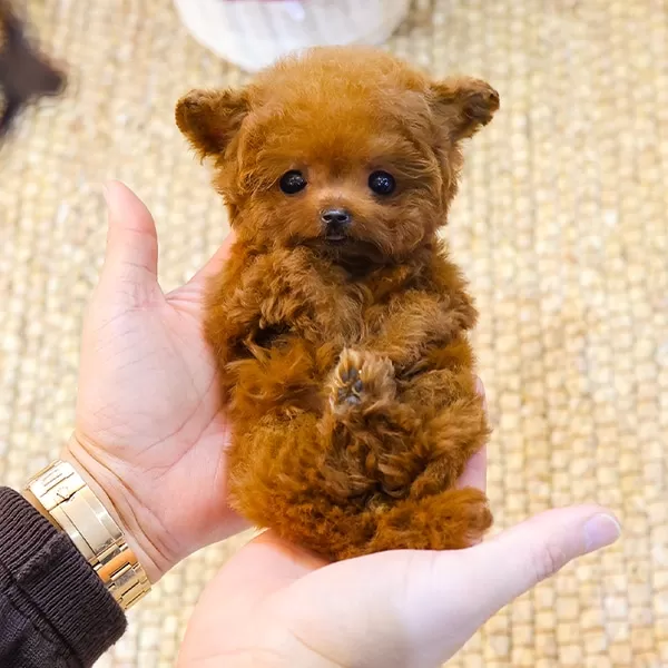 Teddy Face Koreli Toy Poodle Bebişlerimiz