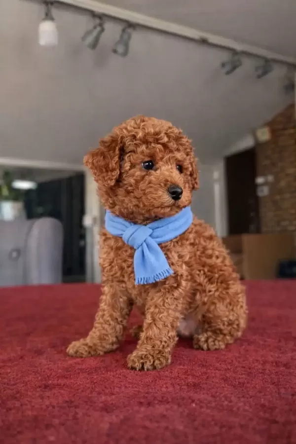Orjinal Toy Poodle Yavruları