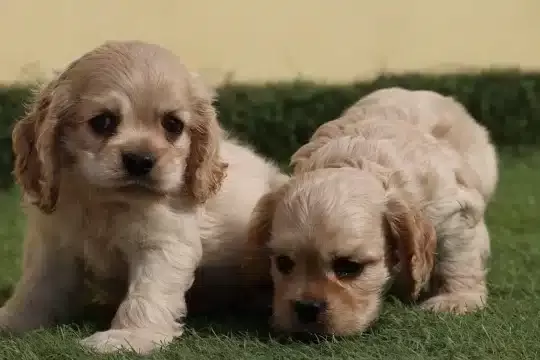 Dünya Tatlısı Cocker Yavruları