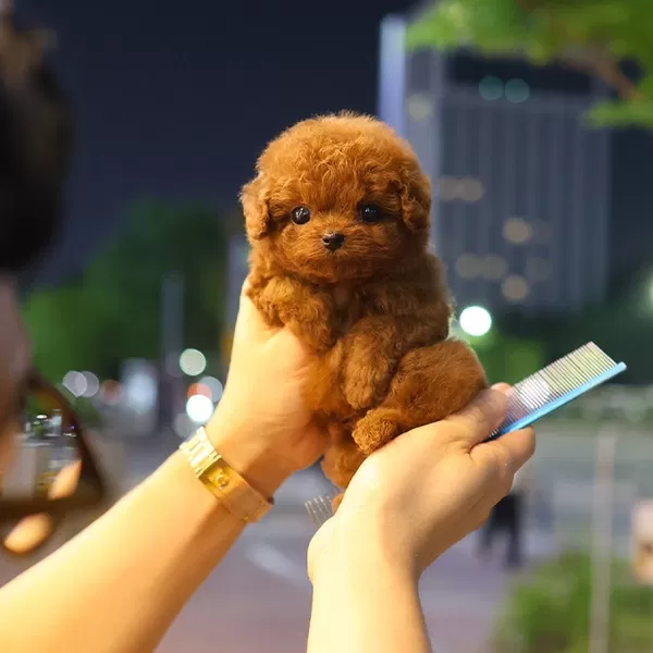 Sevgi Arsizi Kore Toy Poodle Cocuklarim
