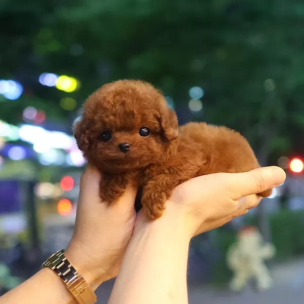 Sevgi Arsizi Kore Toy Poodle Cocuklarim