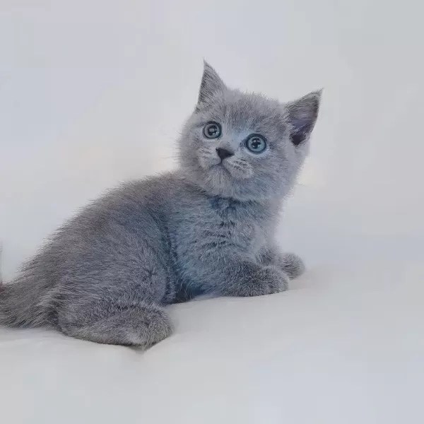British Shorthair Sevimli Yavrular