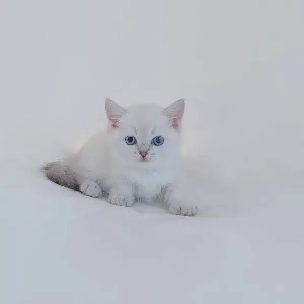 British Shorthair Sevimli Yavrular