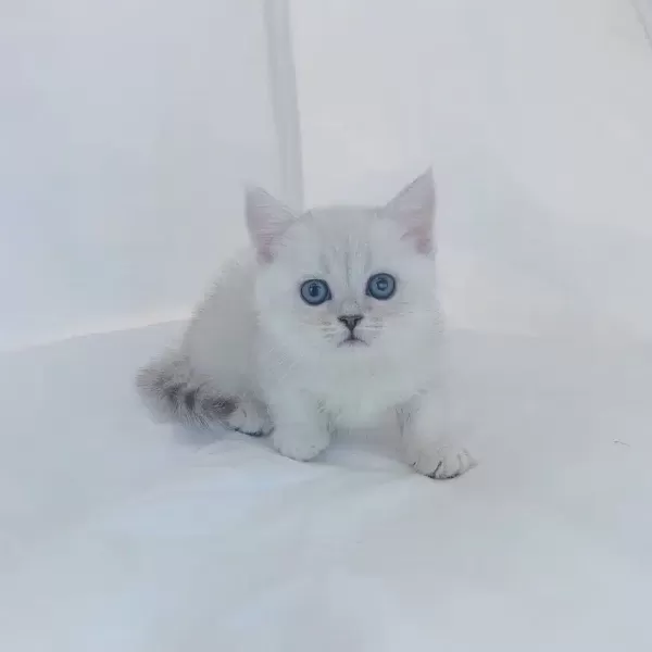 British Shorthair Sevimli Yavrular