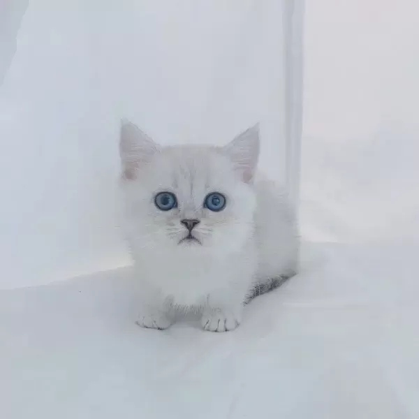 British Shorthair Sevimli Yavrular