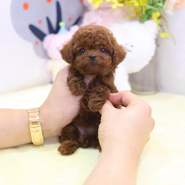 Dark Red Brown Toy Poodle Yavrularımız