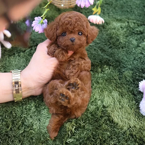 Dark Red Brown Toy Poodle Yavrularımız