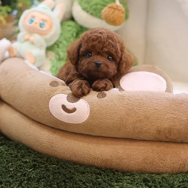 Dark Red Brown Toy Poodle Yavrularımız