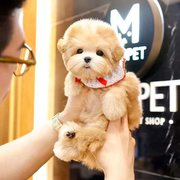 Apricot Renk Ozel Toy Poodle Bebeklerimiz