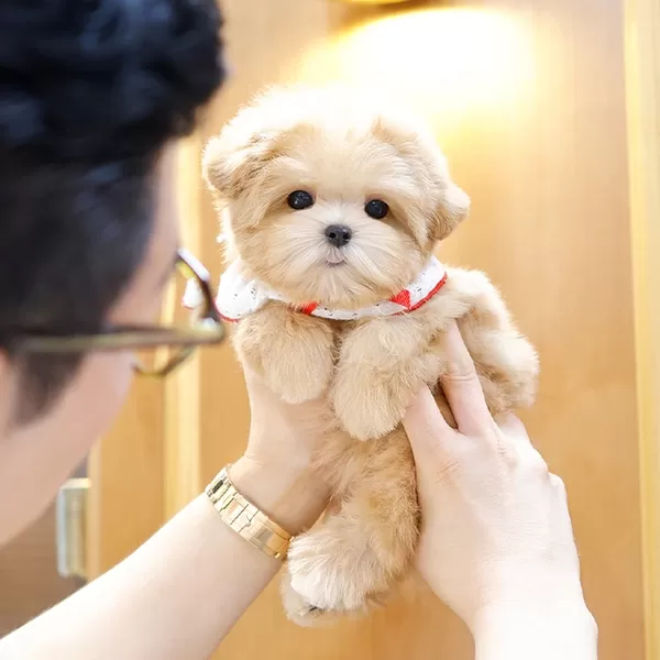 Apricot Renk Ozel Toy Poodle Bebeklerimiz